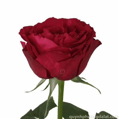 Red O'hara