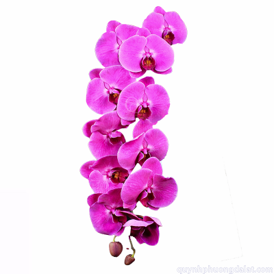 Flower Image