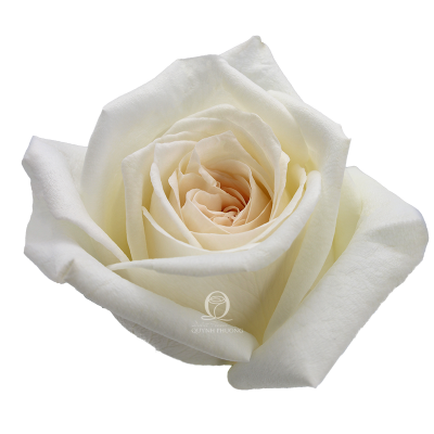 Flower Image