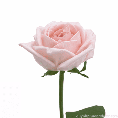 Pink O'hara