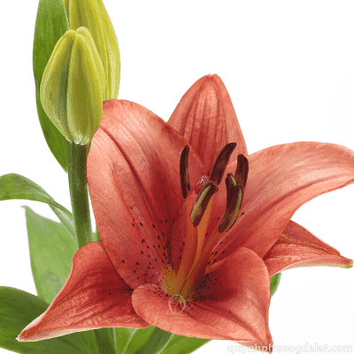 Flower Image