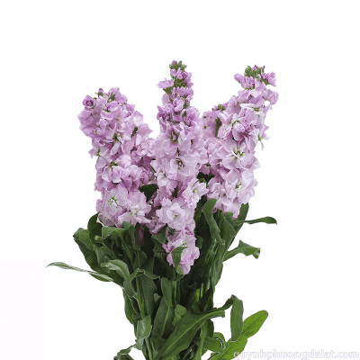 Flower Image