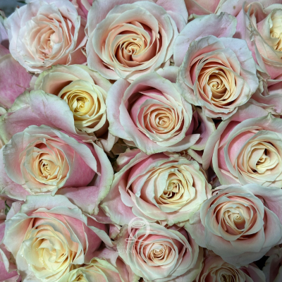 Flower Image