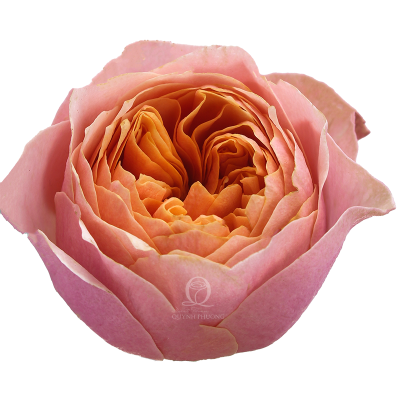 Flower Image