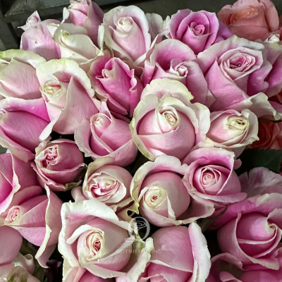 Flower Image