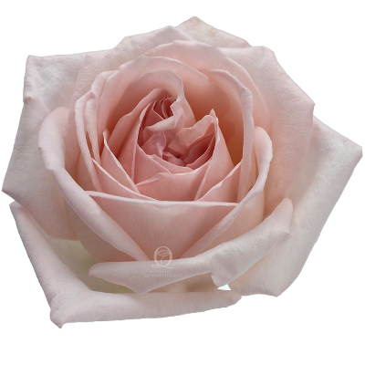 Flower Image