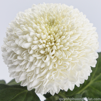 Flower Image