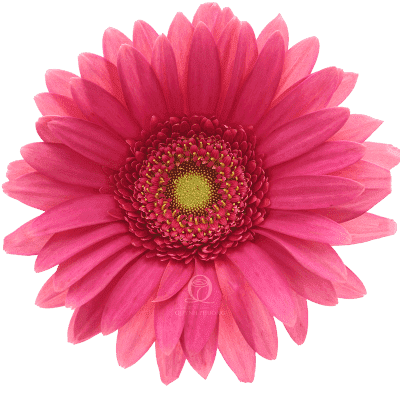 Flower Image
