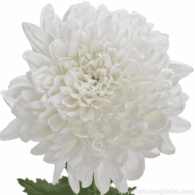 Flower Image