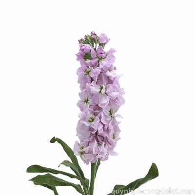 Flower Image