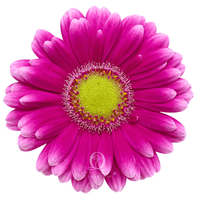Flower Image