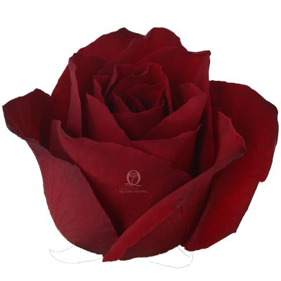 Flower Image