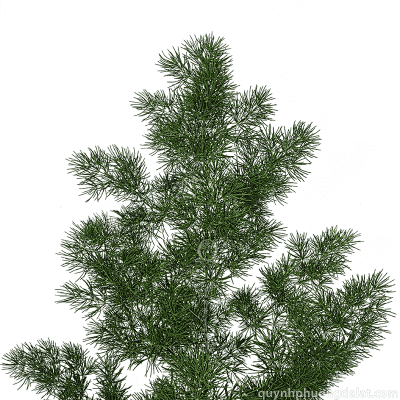 Ming Fern