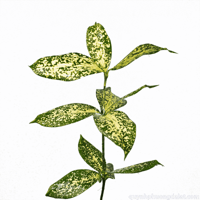 Spotted Bamboo Leaf