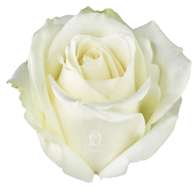 Flower Image