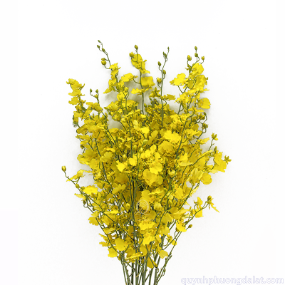 Oncidium