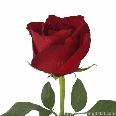 Red Ecuador