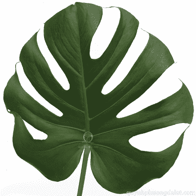 Monstera