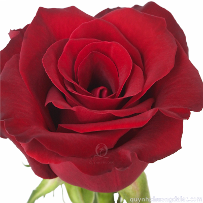 Flower Image