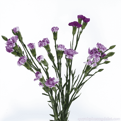 Flower Image