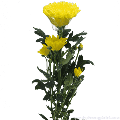 Chrysanthemum Safia