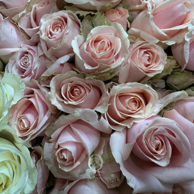 Flower Image