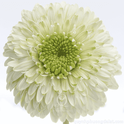 Flower Image