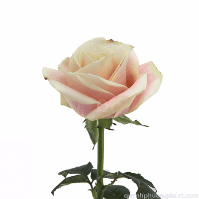 Pink Modial