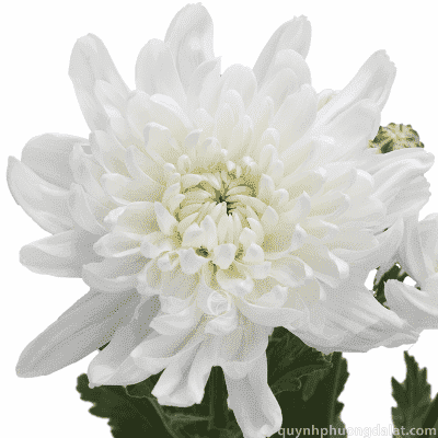 Flower Image