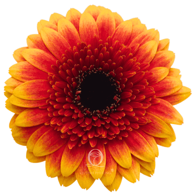 Flower Image
