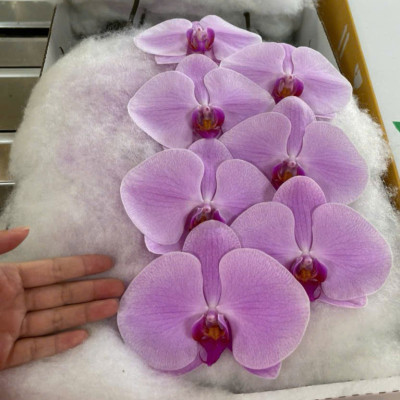 Flower Image