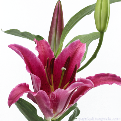 Flower Image