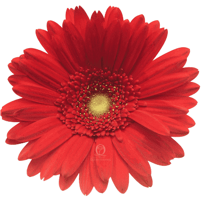 Flower Image