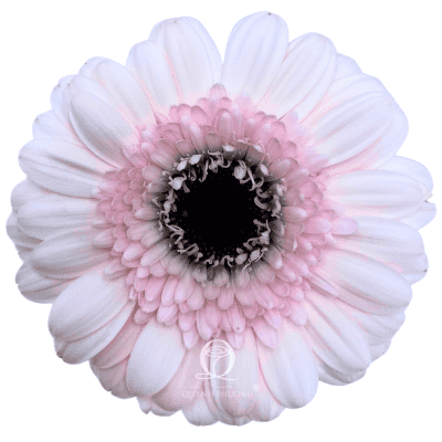Flower Image